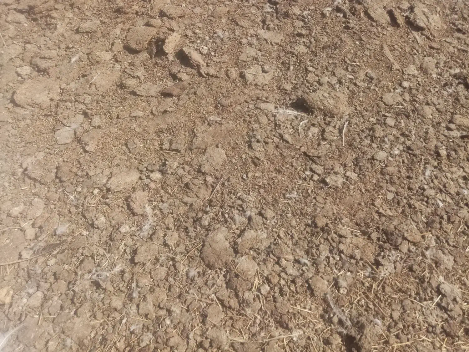 کود بوقلمون گوشتی|خدمات باغبانی و درختکاری|دشتابی, |دیوار