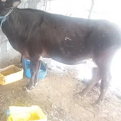 گاو شیری|حیوانات مزرعه|تخت, |دیوار