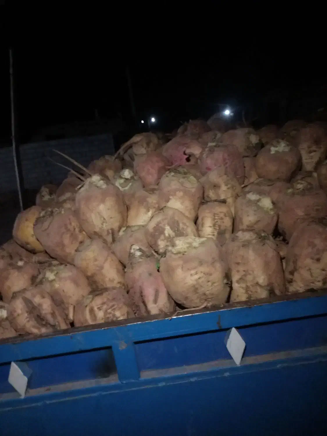 چقندر|خدمات باغبانی و درختکاری|نیشابور, دربقاضی|دیوار