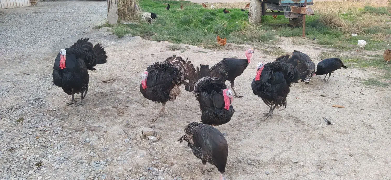 بوقلمون محلی صحیح وسالم|حیوانات مزرعه|گرگان, |دیوار