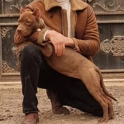 سگ پیت بول حرفه ای|سگ|بم, |دیوار