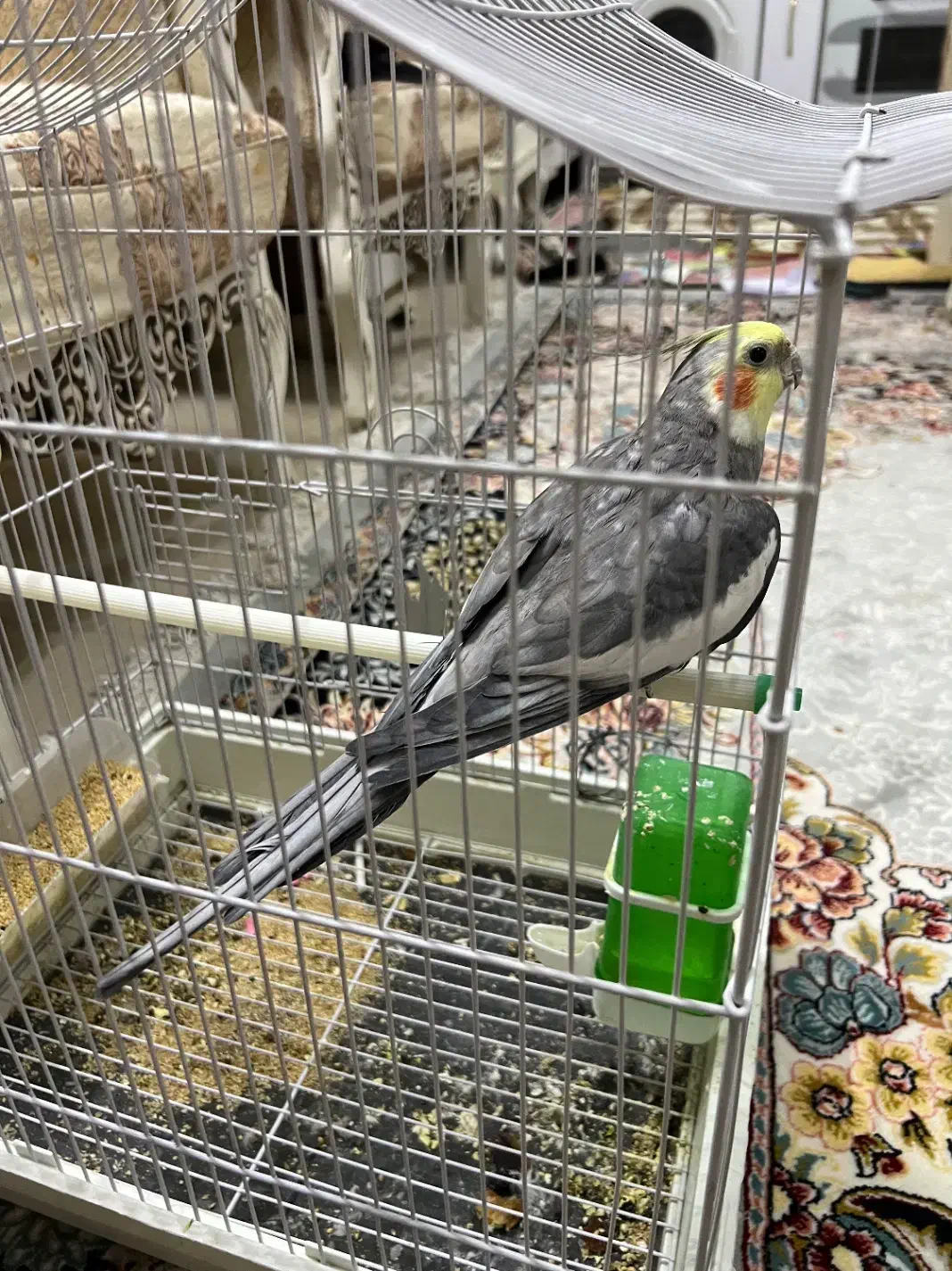 پرنده|پرنده|سبزوار, فرهنگیان|دیوار