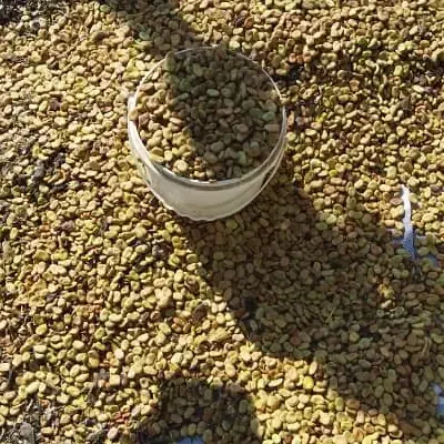 بذر باقله، باقلا|خدمات باغبانی و درختکاری|دره شهر, |دیوار