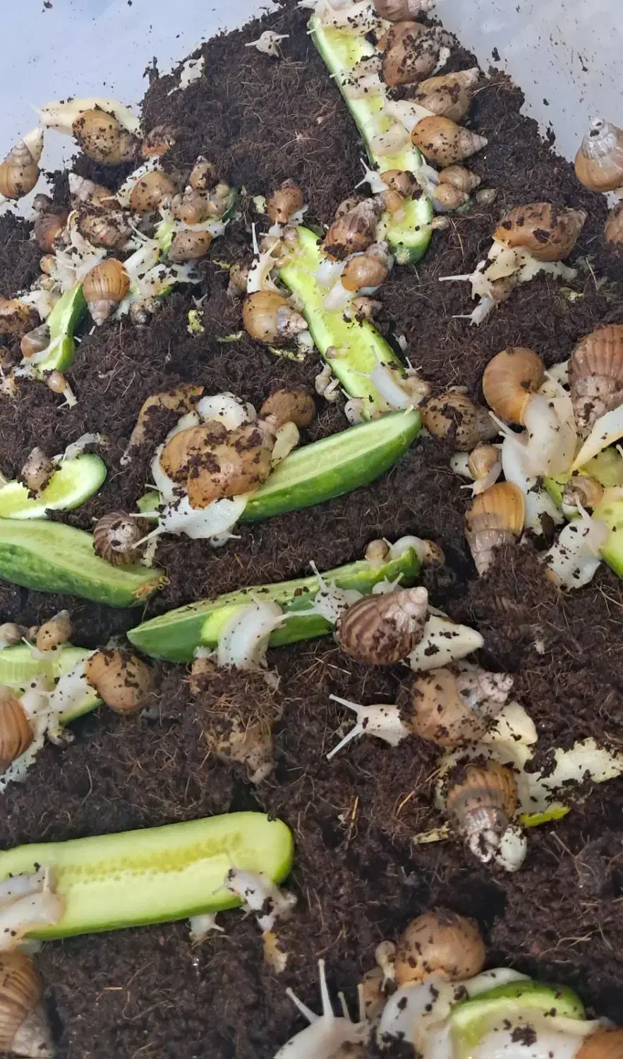 حلزون|خزنده|کرمان, |دیوار