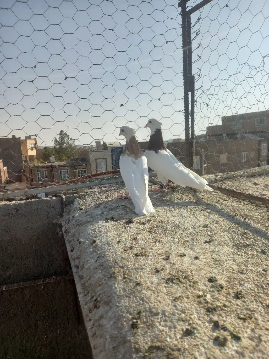 جفت طوقی کشیده|پرنده|خواف, |دیوار