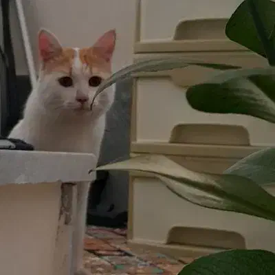 گربه.|گربه|اراک, |دیوار