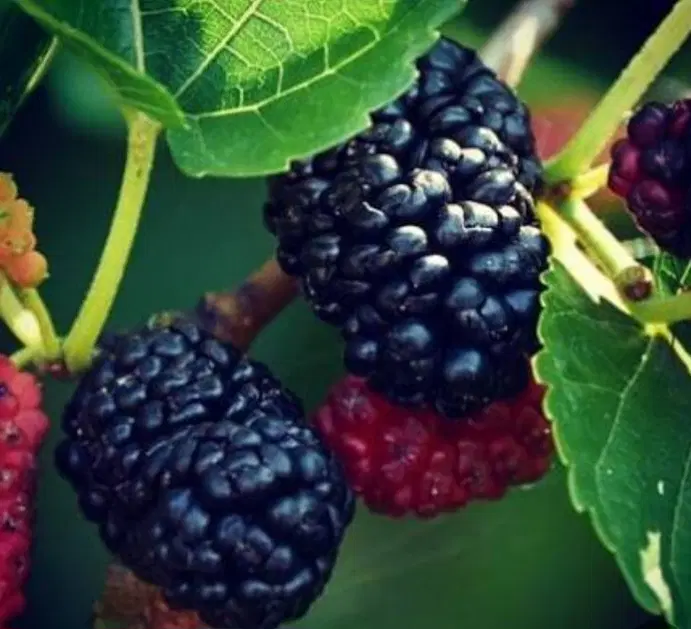 نهال شاهتوت اصیل و سالم اماده کاشت|خدمات باغبانی و درختکاری|اهواز, ۳۰ متری|دیوار
