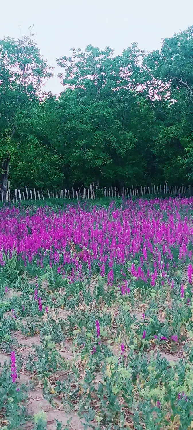 فروش باغ|فروش دفتر صنعتی، کشاورزی، تجاری|بوئین زهرا, |دیوار