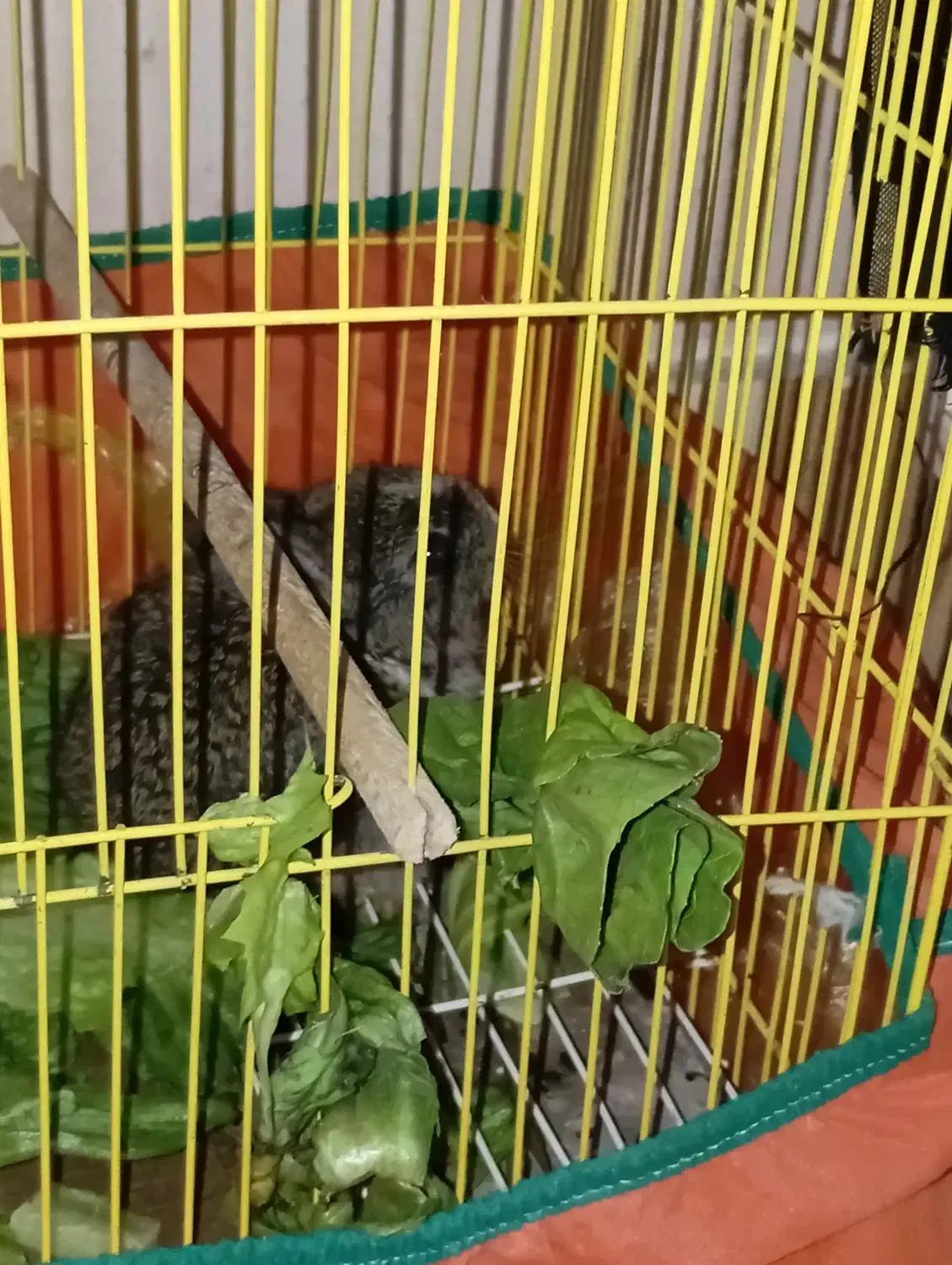 خرگوش|موش و خرگوش|شوشتر, |دیوار