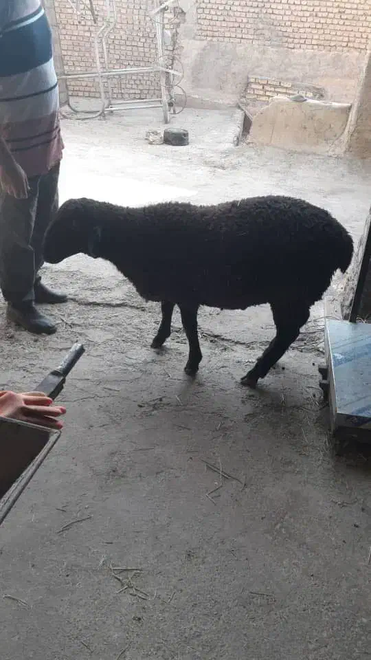 کارگر دانداری|استخدام سرایداری و نظافت|گرمسار, |دیوار