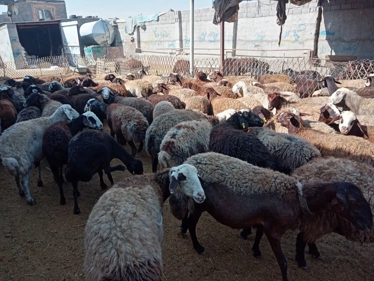 120 رس کاور تقلی و شیدار|حیوانات مزرعه|ملکآباد, |دیوار