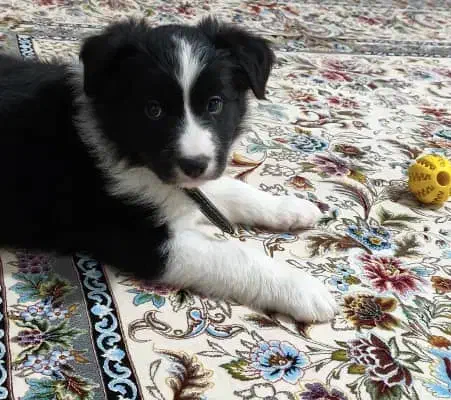 سگ بردرکالی|سگ|یزد, |دیوار