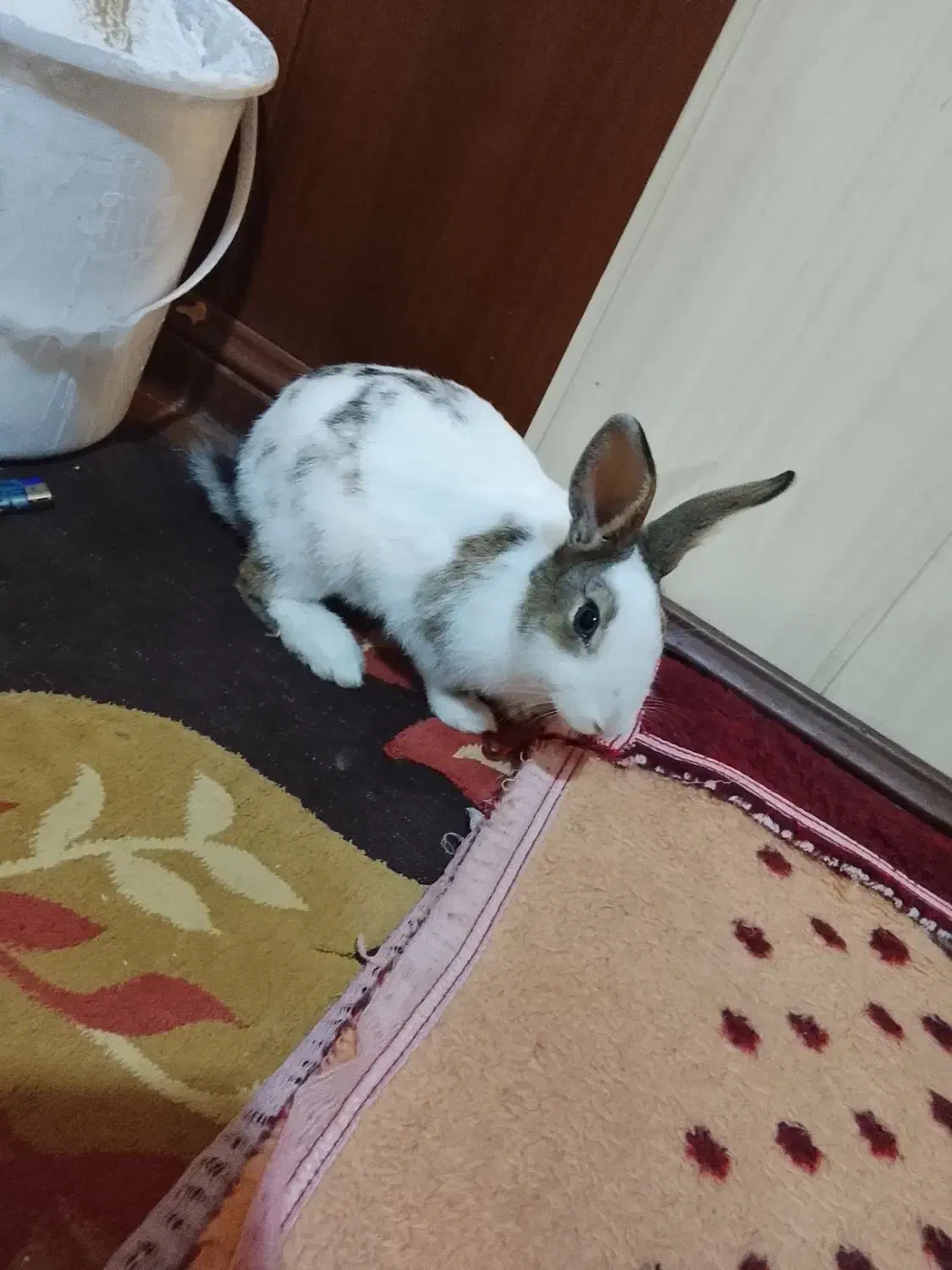 خرگوش قشنگی ولی عالی. جا ندارم بخاطر همین|موش و خرگوش|رباطکریم, وهن آباد|دیوار