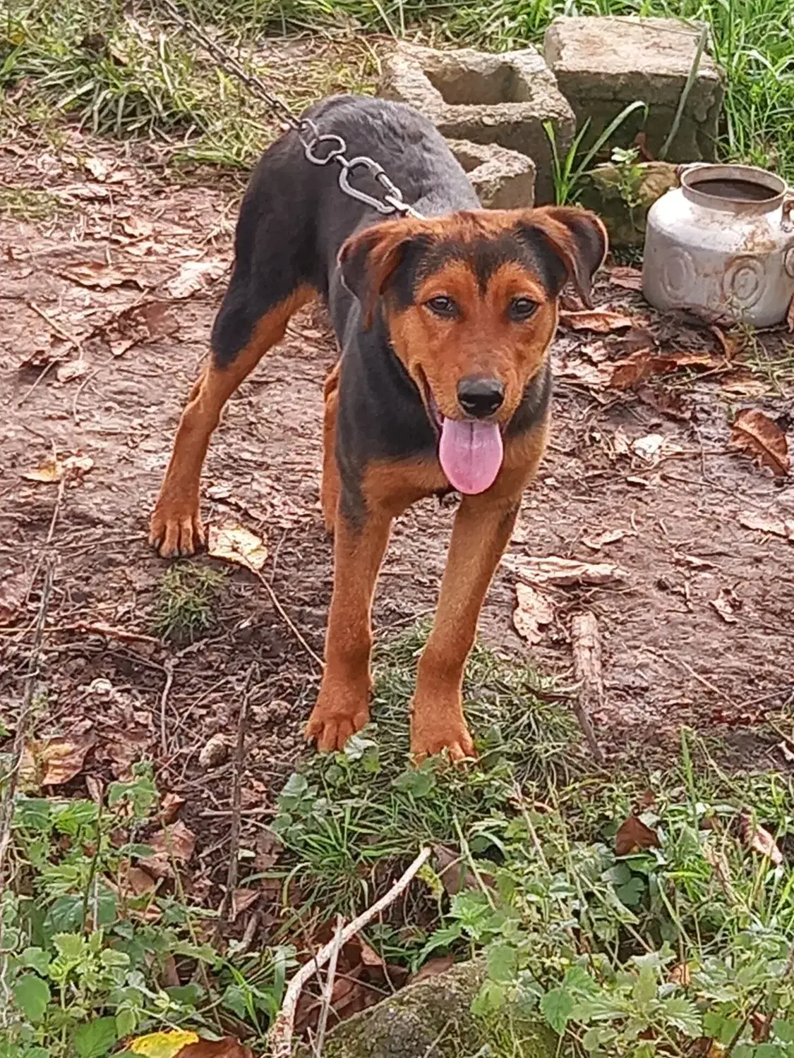 معاوضهباتولهسرابی|سگ|رضوانشهر, |دیوار