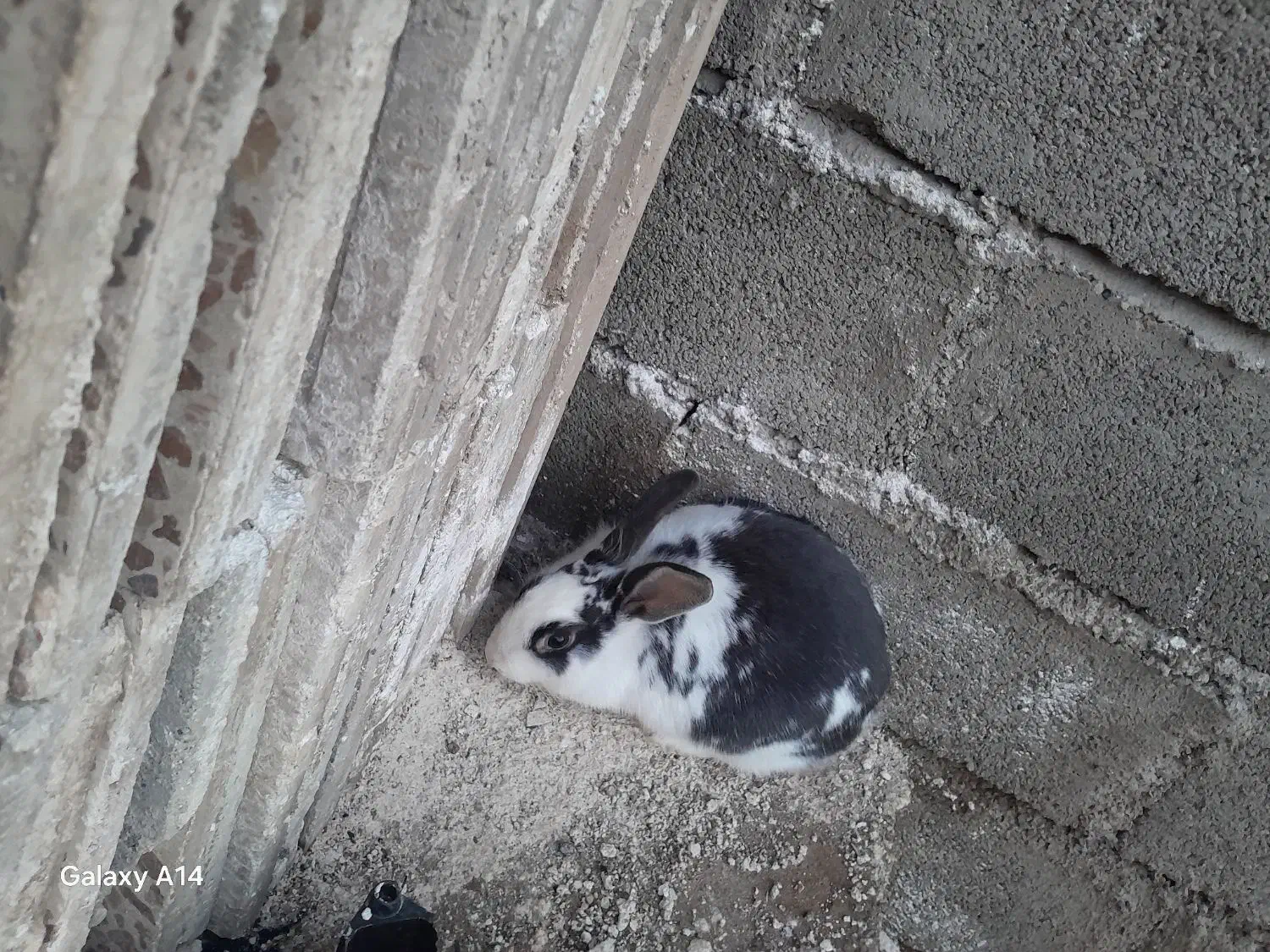 خرگوش|موش و خرگوش|خرم‌آباد, |دیوار