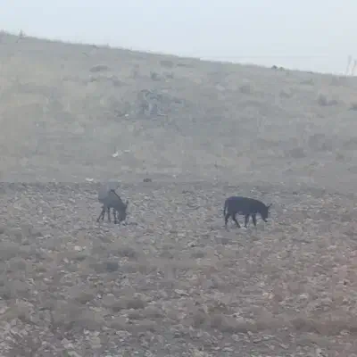 شیر خر|خوردنی و آشامیدنی|اهر, |دیوار