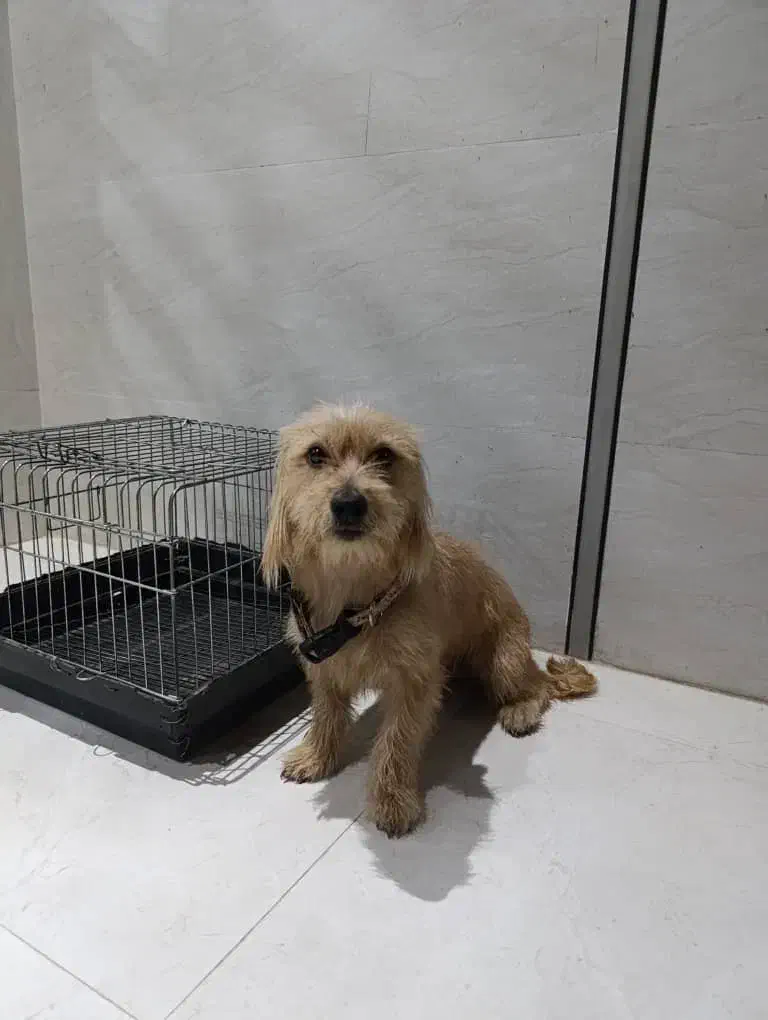 واگذاری شیتزو|سگ|لار, |دیوار