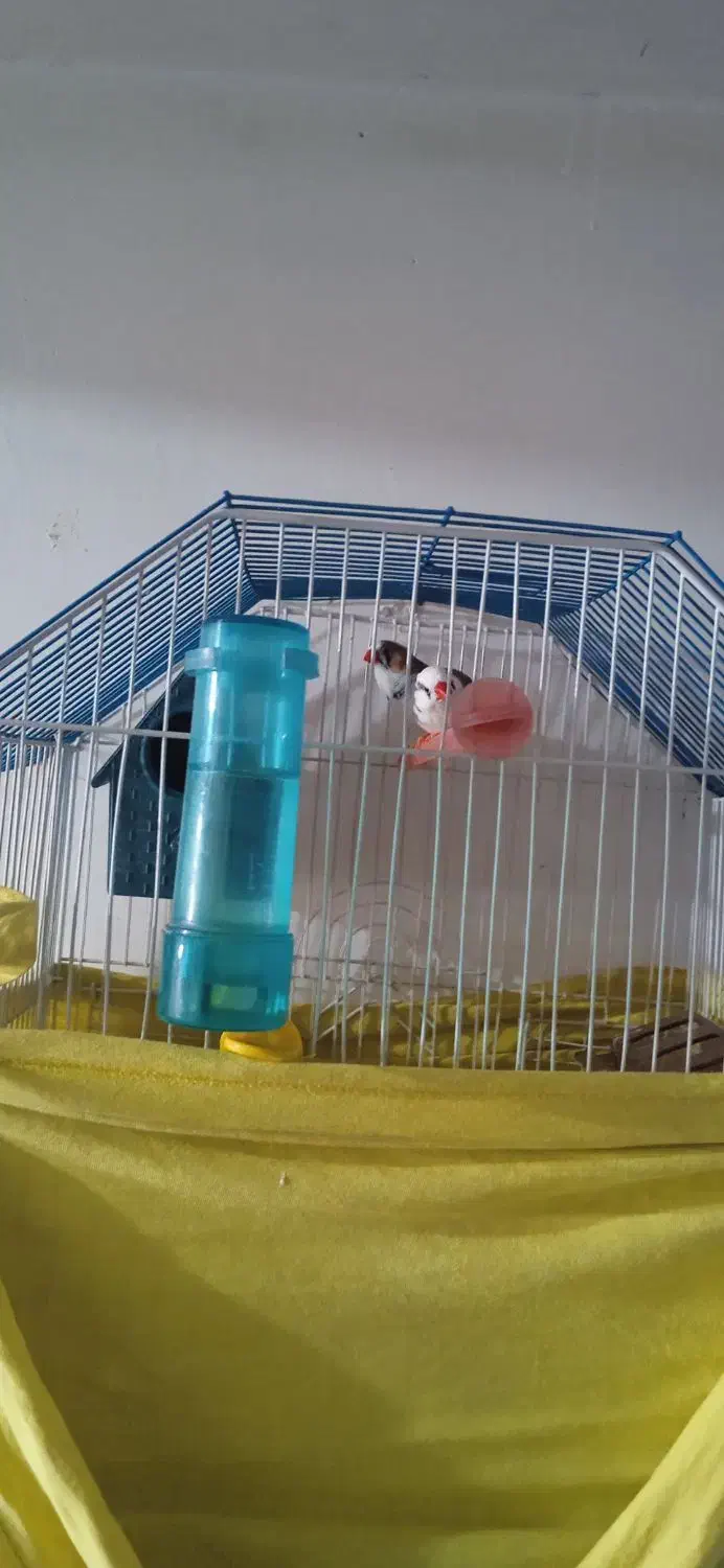 فنچ و مرغ عشق|پرنده|سروآباد, |دیوار