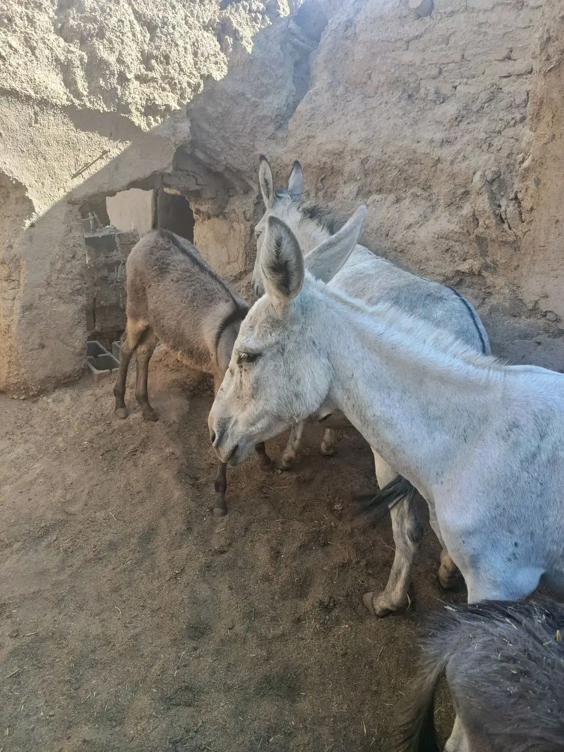 شیر خر یا الاغ|خوردنی و آشامیدنی|بهمن صغاد, |دیوار