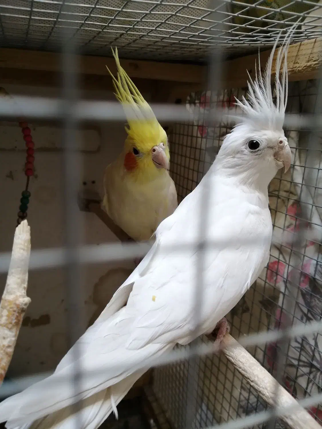 عروس هلندی مولد|پرنده|زاهدان, |دیوار