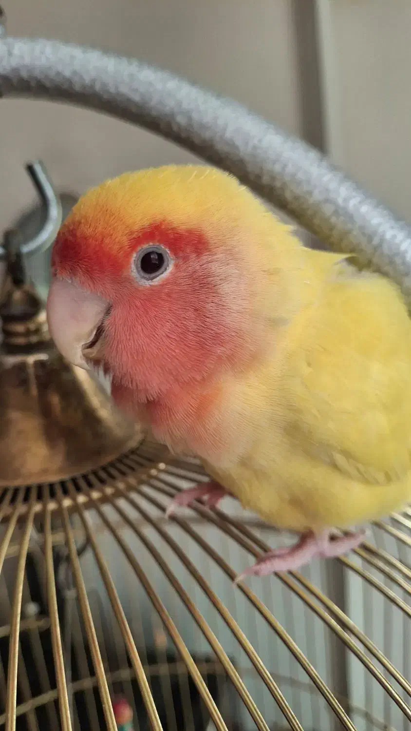 طوطی برزیلی ماده همراه قفس|پرنده|تهران, پرستار|دیوار