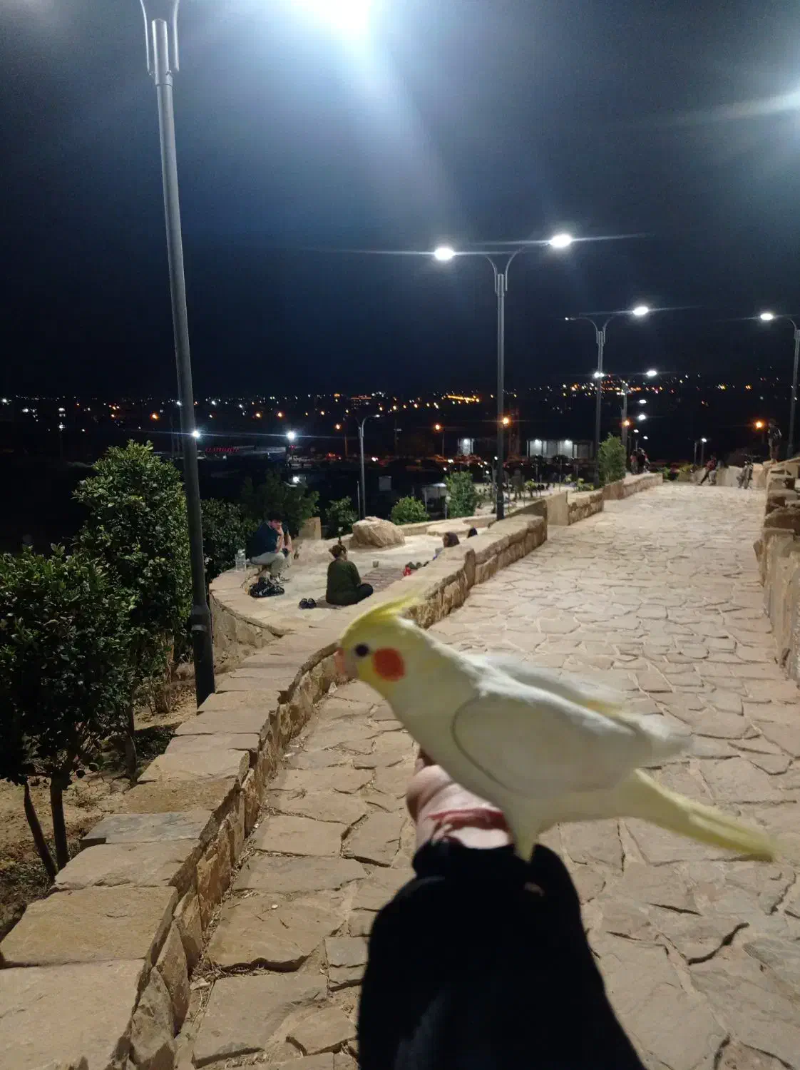 عروس هلندی|پرنده|زرقان, |دیوار