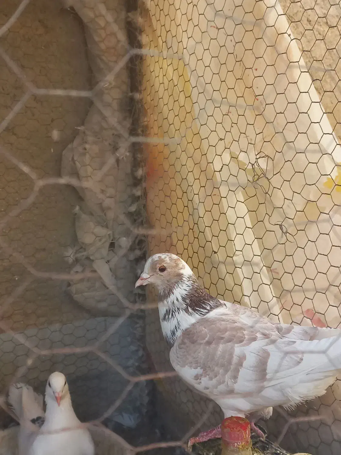 کبوتر درشت و خوش رنگ نر ۲تا|پرنده|مهریز, |دیوار