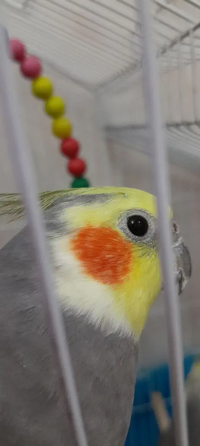 گمشده|حیوانات|قم, در بهشت|دیوار