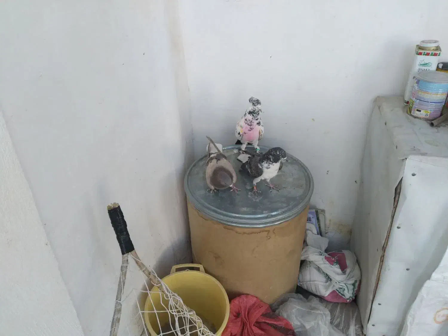 کفتر پرشی|حیوانات|قم, پامنار|دیوار