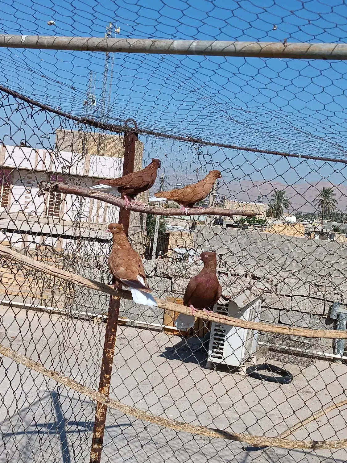 12عدد دمبی درجه یک همه باهم|پرنده|بهبهان, |دیوار