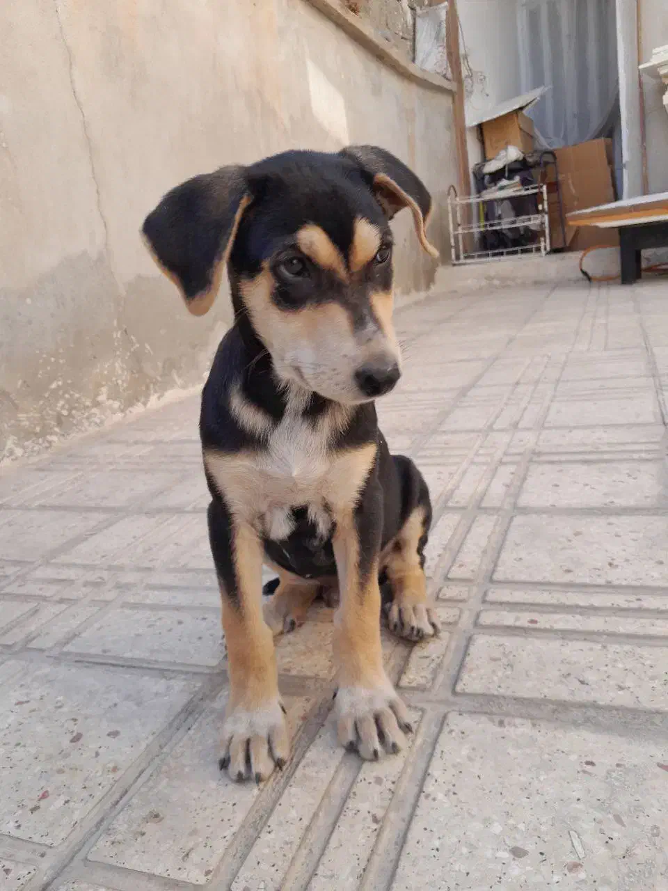 توله دوبرمن|سگ|کرمانشاه, |دیوار