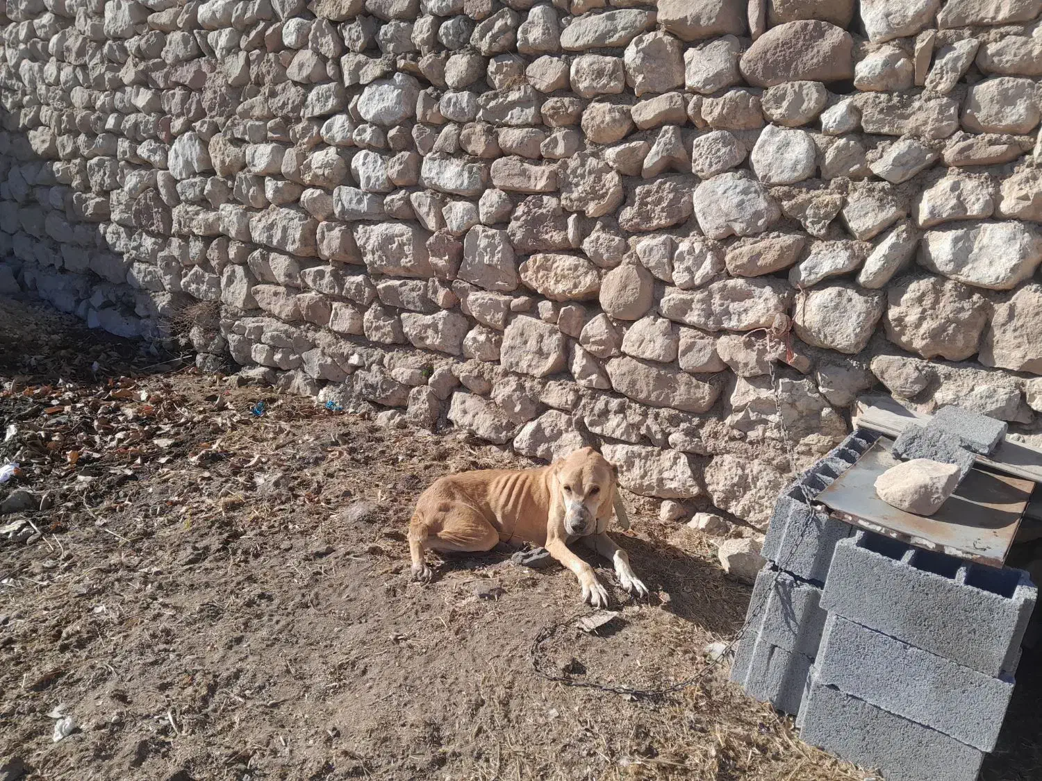 سگ ماده افغان گله ای|سگ|بجنورد, |دیوار