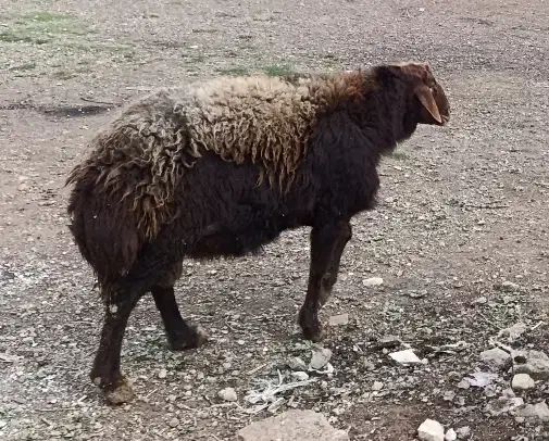 گوسفندنر گوشت خالص|حیوانات مزرعه|قزوین, |دیوار