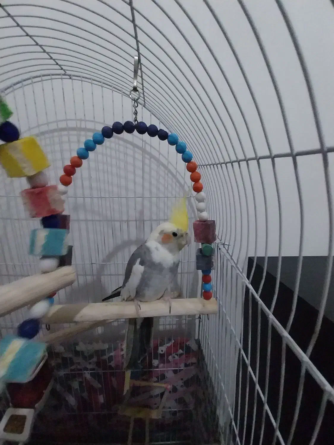 عروس هلندی بسیار بازی گوش سخنگو|پرنده|تبریز, |دیوار