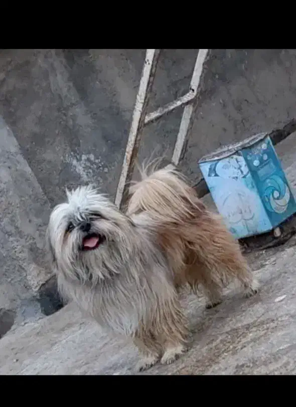 سگ پاکوتاه|سگ|آشخانه, |دیوار