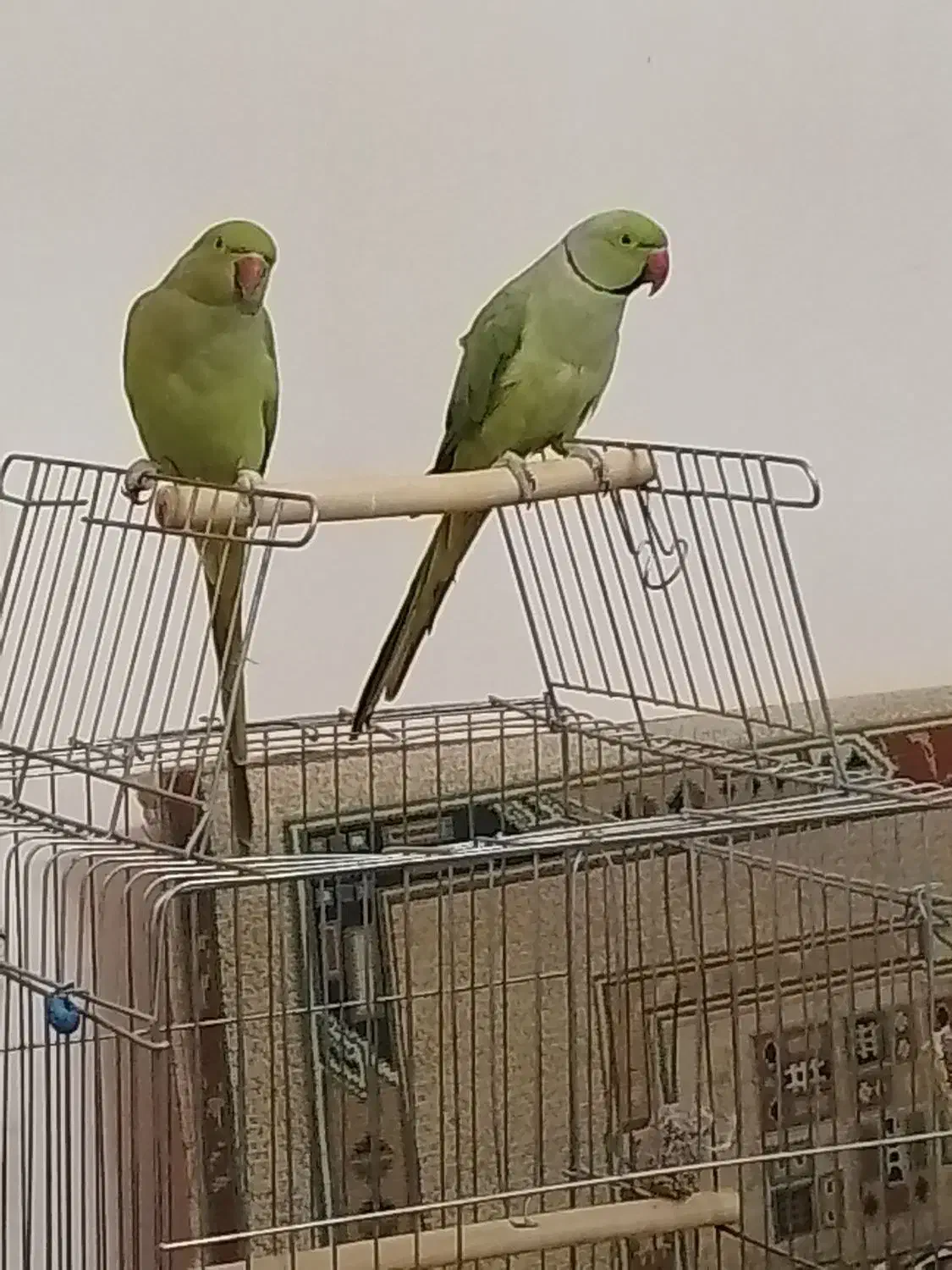 فروش فوری یکجفت طوطی ملنگو|پرنده|ابهر, |دیوار