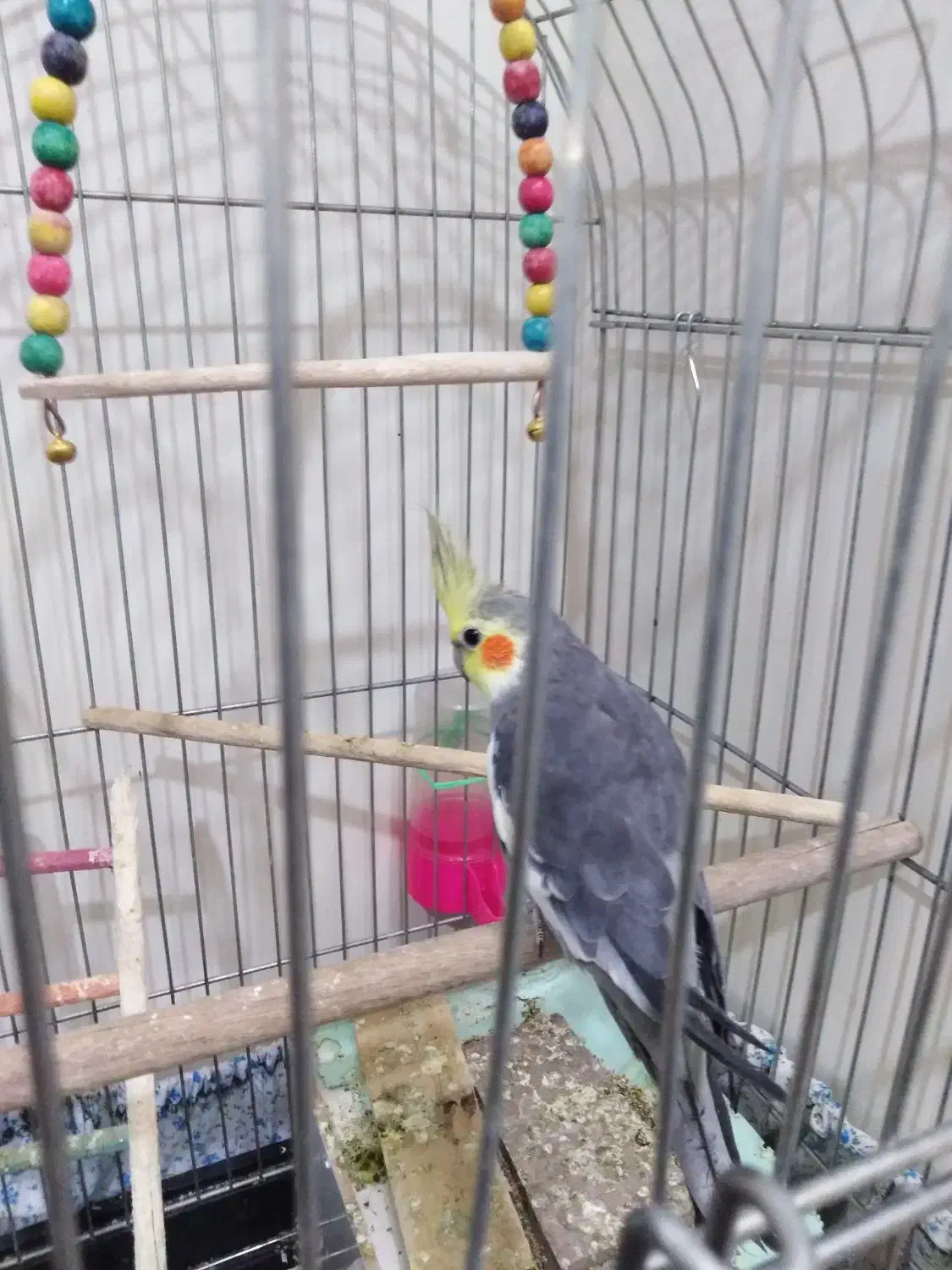 عروس هلندی|پرنده|فولادشهر, A6|دیوار