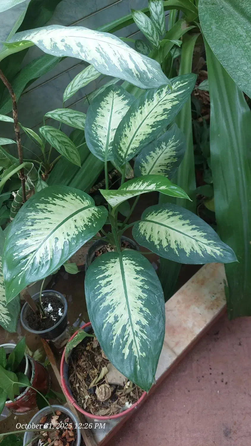 گل دیفن باخیا|گل و گیاه طبیعی|شیراز, شهرک والفجر|دیوار