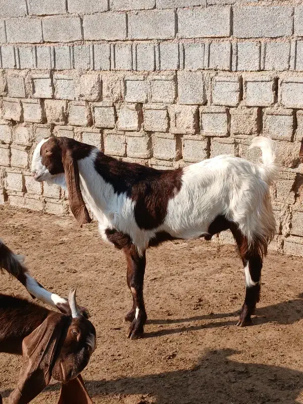 فروش یک عدد کهره نر|حیوانات مزرعه|آبپخش, |دیوار