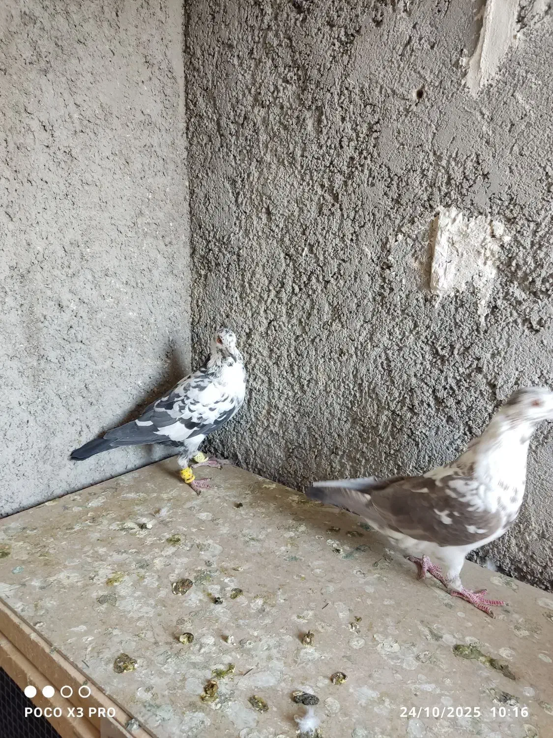 کبوتر|پرنده|شیراز, جوادیه|دیوار