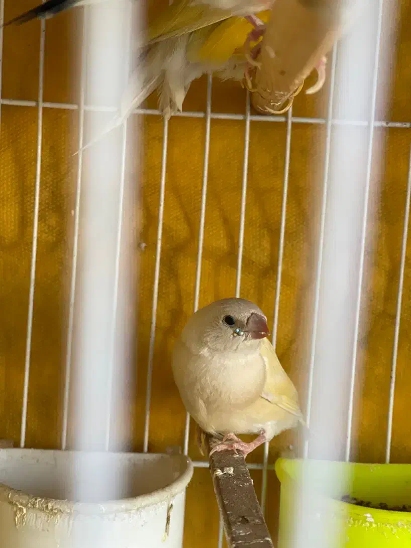 فنچ گلدین|پرنده|مشهد, توس (بلوار توس)|دیوار