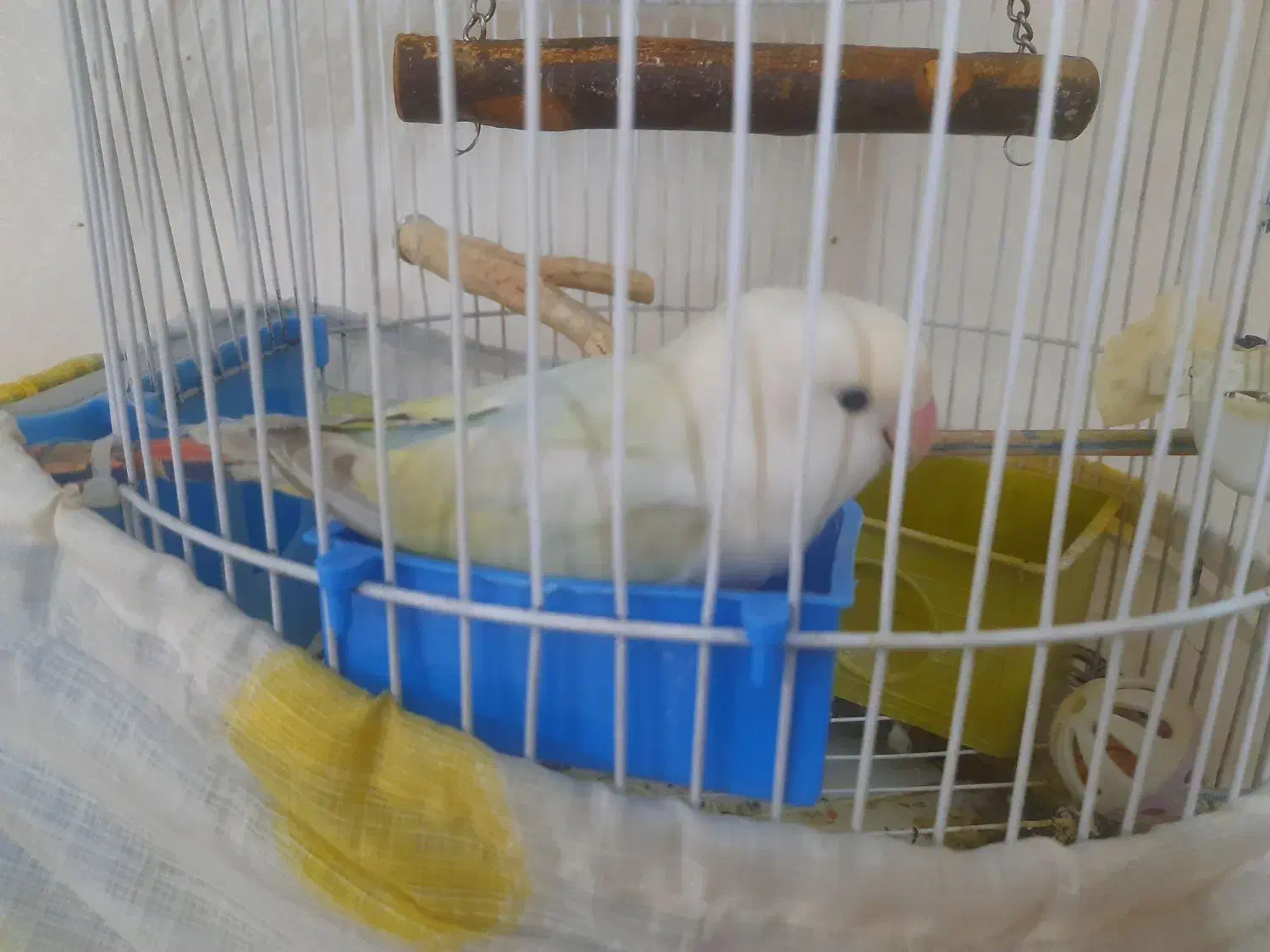 طوطی برزیلی ماده مارال آماده|پرنده|ملارد, |دیوار