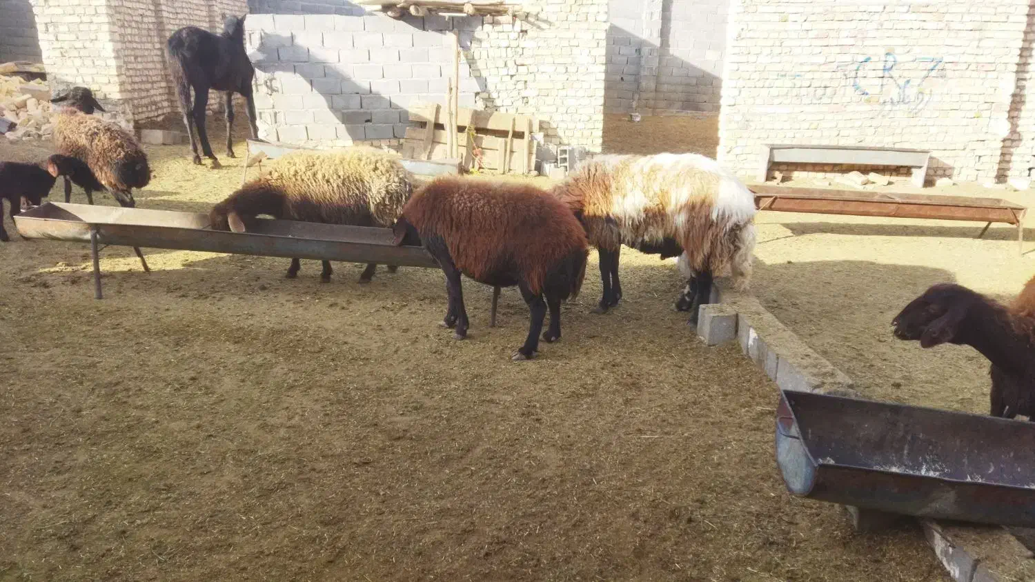 ۲۳عدد میش افشاری جوان درجه یک|حیوانات مزرعه|بجنورد, |دیوار