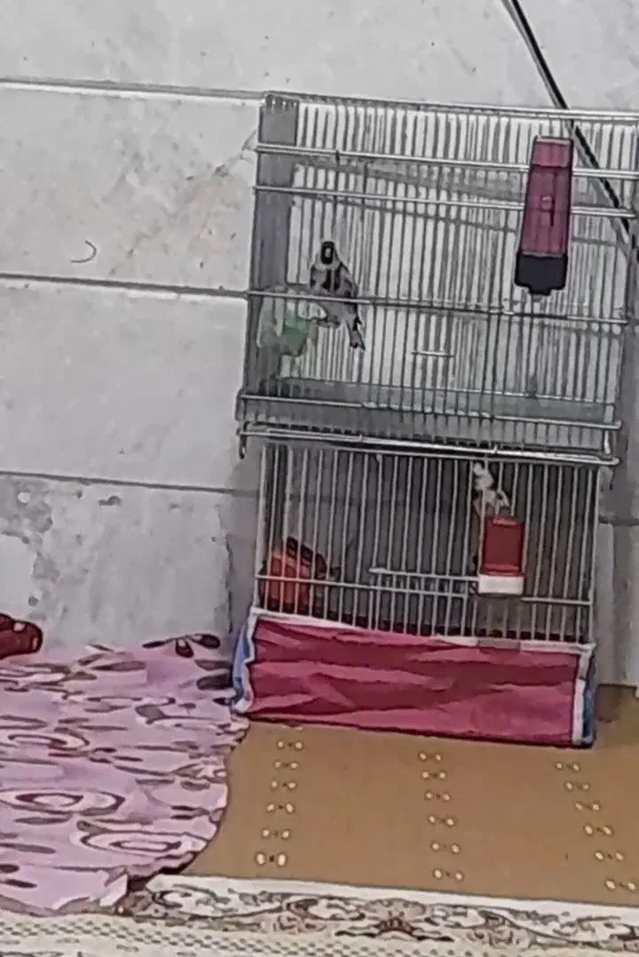 سره رسمی نر جوجه قفس،حلقه پا،ویه ماده مست جوجه قفس|پرنده|اسلامشهر, شهرک سالور|دیوار