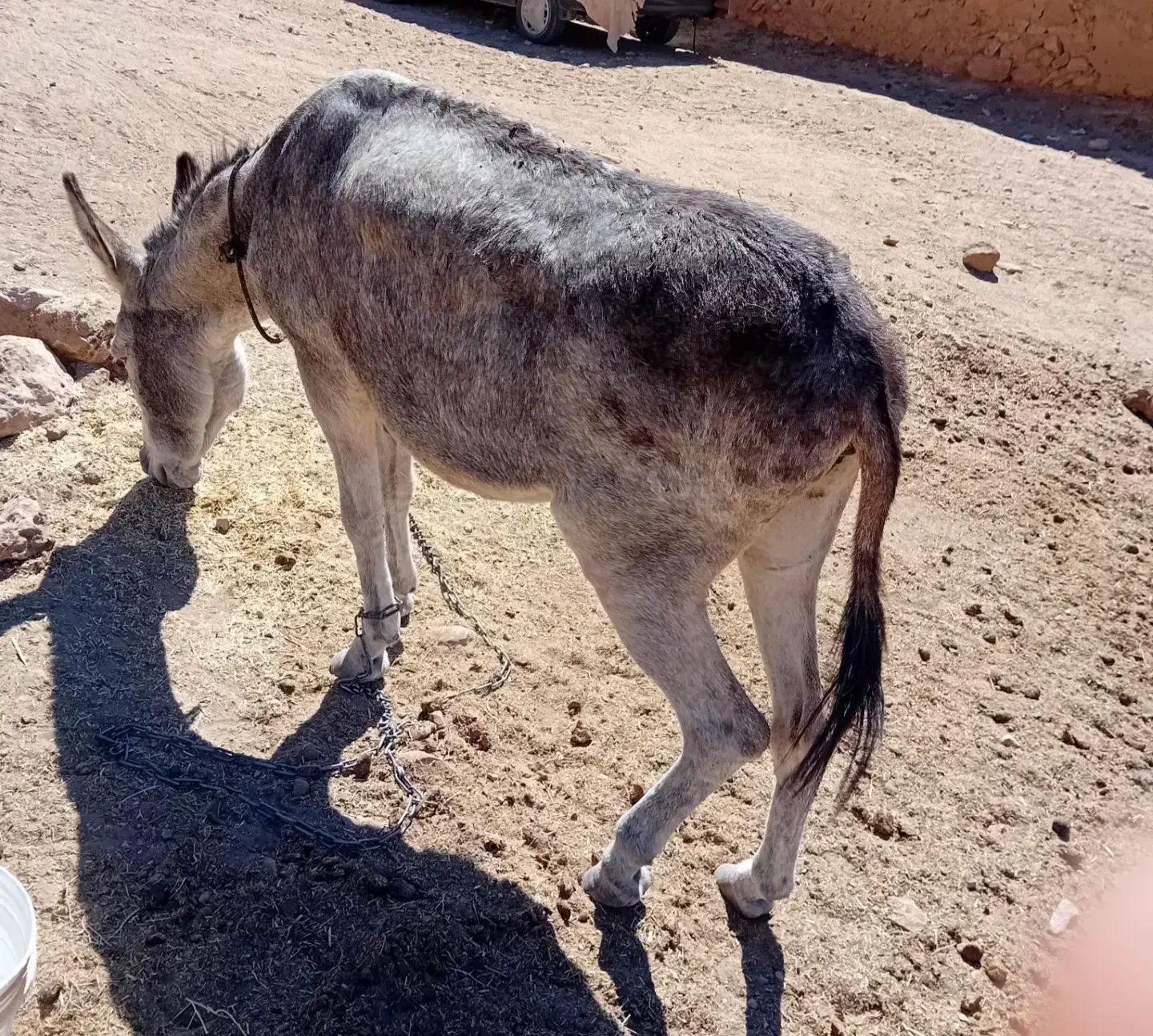 خر گوسفندی|حیوانات مزرعه|شیروان (خراسان), |دیوار