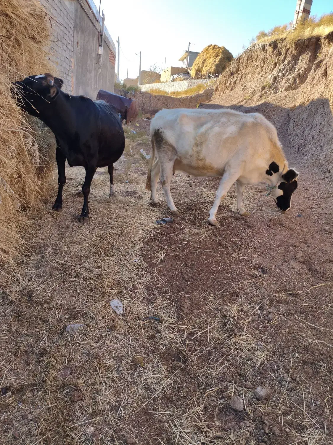 دو عدد گاو آبستان سنگین|حیوانات مزرعه|هشترود, |دیوار