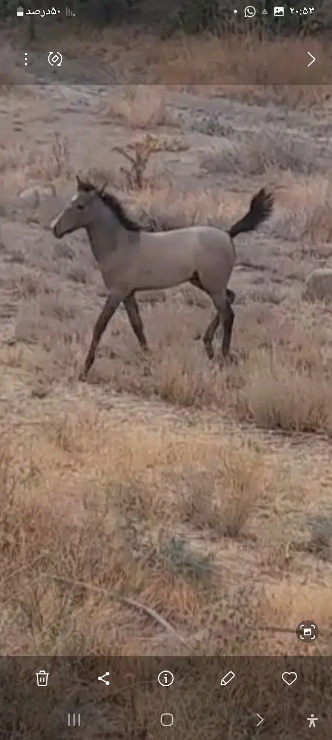 مادیان باکره|حیوانات مزرعه|مشگین شهر, |دیوار