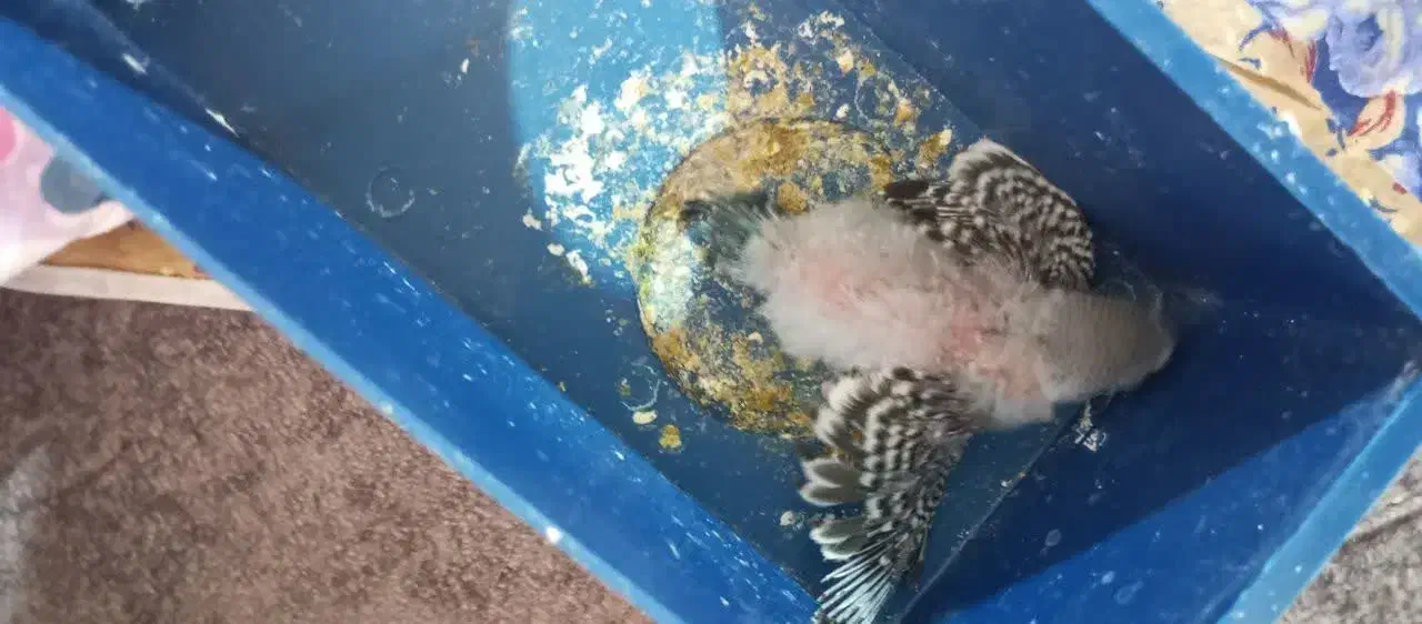 مرغ عشق با جوجه|پرنده|پاکدشت, پاکدشت (مامازند)|دیوار