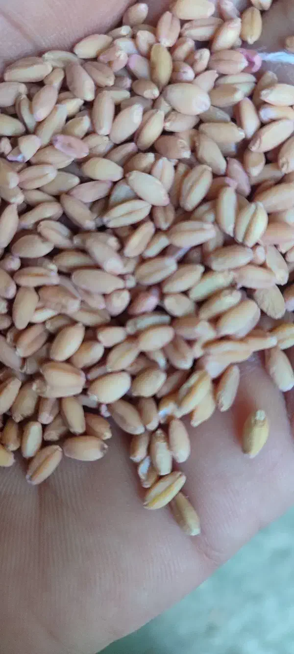 گندم کوهدشت گلیداغ چاق چاق|عمدهفروشی|گلی داغ, |دیوار