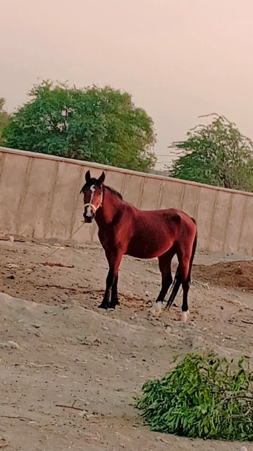 اسب نریان کرد|اسب و تجهیزات اسب‌سواری|کازرون, |دیوار